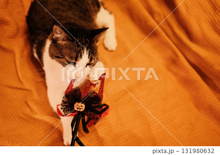 Cat sniffing and biting a glittery red trident with a Halloween pumpkin ornament while lying on an orange blanket. Festive playful indoor moment 131980632