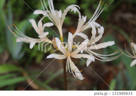 秋の公園に咲く白いヒガンバナの花 131980633