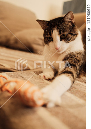 Calm domestic cat lying on a beige striped sofa with an orange toy in front. Cozy interior scene showing tranquility and home warmth 131980639