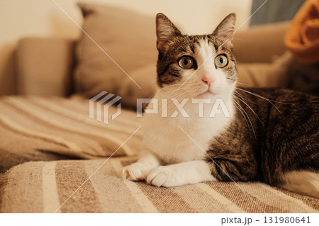 Domestic cat resting on a striped beige sofa, looking alert and curious. Natural light and soft tones create a peaceful home atmosphere 131980641