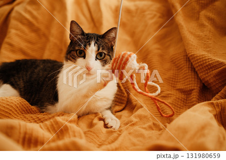 Cat playing with a hanging yarn toy while lying on a soft orange blanket. Focused gaze and dynamic pose show natural curiosity and playfulness Cat playing with a hanging yarn toy while lying on a soft orange blanket. Focused gaze and dynamic pose show natural curiosity and playfulness 131980659
