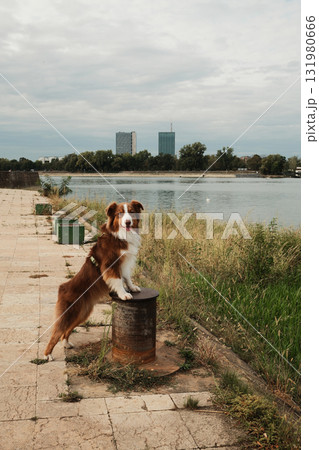 Brown Australian Shepherd dog posing with paws on bollard by riverside in Belgrade with modern towers in background. Red tricolor aussie. Travel with pet concept 131980666