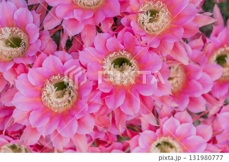 サボテン短毛丸の花 131980777