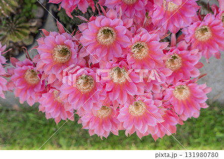 サボテン短毛丸の花 サボテン短毛丸の花 131980780