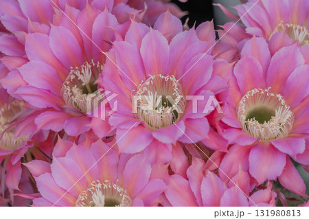 サボテン短毛丸の花 131980813