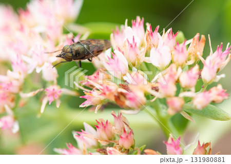 ピンク色の花の蜜を吸うツマグロキンバエ 131980881