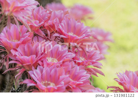 自宅の庭に咲いたサボテン短毛丸の花 131981122