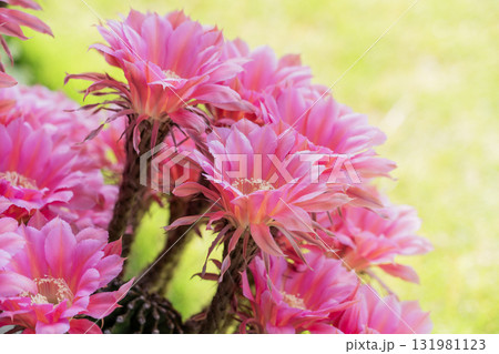 自宅の庭に咲いたサボテン短毛丸の花 自宅の庭に咲いたサボテン短毛丸の花 131981123