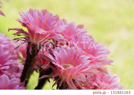 自宅の庭に咲いたサボテン短毛丸の花 131981163