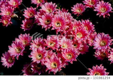 自宅の庭に咲いたサボテン短毛丸の花 131981254