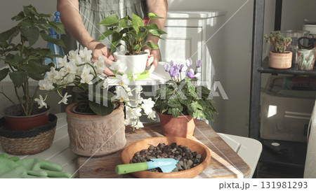 Woman care pot flowers on sunny day. Gardening tools on table. Nature and plant care. Interior design. 131981293