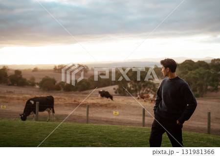 A Man Observing Cows at Sunset on a Charming Rustic Farm Setting A Man Observing Cows at Sunset on a Charming Rustic Farm Setting 131981366