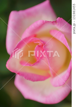 ピンク色の薔薇の花が咲いています ピンク色の薔薇の花が咲いています 131981455