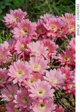 自宅の庭に咲いたサボテン短毛丸の花 131981481