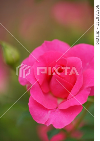 赤いバラの花 赤いバラの花 131981566
