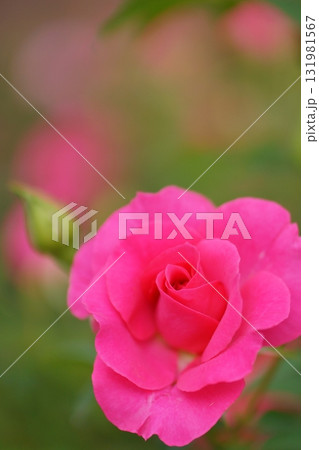 赤いバラの花 131981567