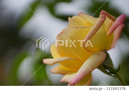 黄色いバラ 黄色いバラ 131981576