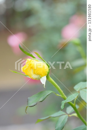 小さな黄色いバラの蕾 小さな黄色いバラの蕾 131981580
