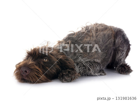 Wirehaired Pointing Griffon Wirehaired Pointing Griffon 131981636