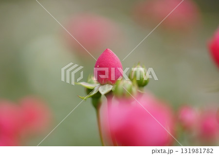 太陽の光を浴びる赤い薔薇の蕾たち 太陽の光を浴びる赤い薔薇の蕾たち 131981782