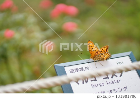 公園の花壇に止まる蝶 131981786