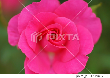 赤いバラの花のクローズアップ 赤いバラの花のクローズアップ 131981792