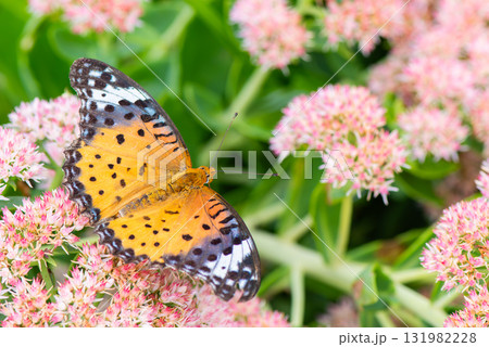 ツマグロヒョウモンが花の蜜を吸っています 131982228