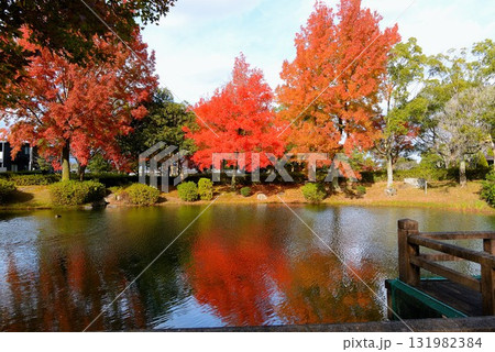 池に映る紅葉が美しい公園 131982384