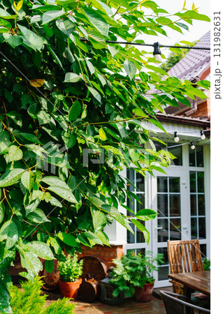 The yard in the house is with panoramic glazing.  131982631