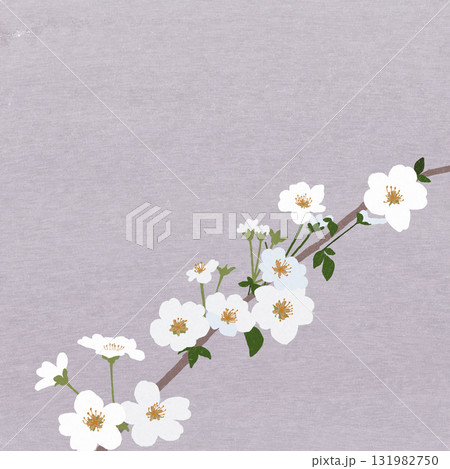 ユキヤナギの花 ユキヤナギの花 131982750