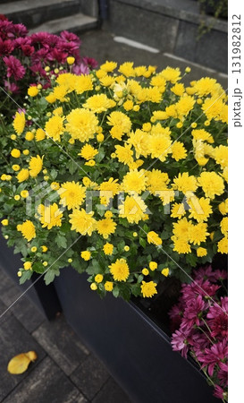 Bright yellow chrysanthemums blooming beside purple flowers in a city planter. Concept of autumn beauty, floral decoration, and urban gardening inspiration 131982812