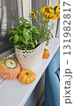 Fresh basil and rosemary in a decorative pot with pumpkins and sunflowers on a windowsill 131982817