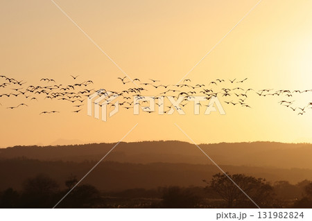夕陽の中を飛ぶシジュウカラガンの群れ 夕陽の中を飛ぶシジュウカラガンの群れ 131982824