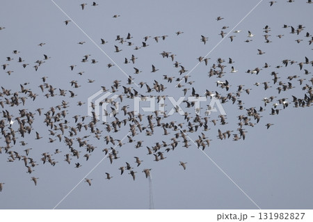 飛翔するシジュウカラガンの群れ 131982827