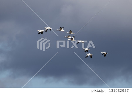 飛翔するハクガンの群れ 飛翔するハクガンの群れ 131982937