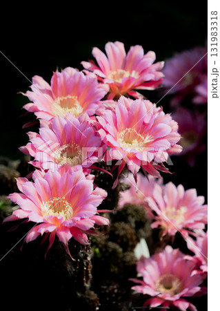 満開のサボテン短毛丸の花 131983318