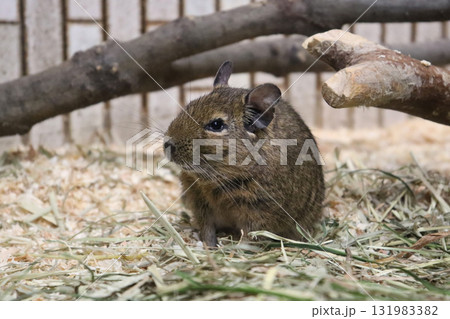 デグーの視線の先に デグーの視線の先に 131983382