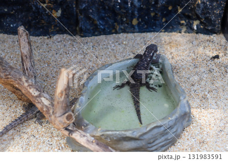 水辺でくつろぐヨロイトカゲ 131983591