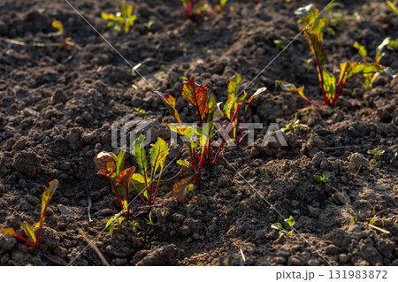 Young beet plants with vibrant leaves thrive in well-tilled soil, receiving sunlight in a farm garden on a clear day 131983872