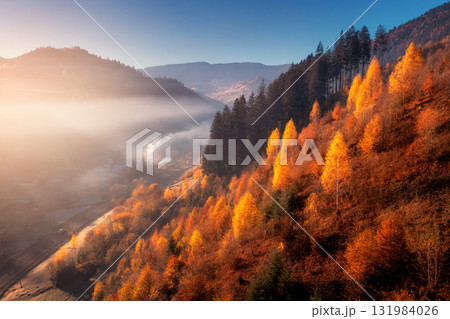 Aerial view of beautiful orange forest in fog at sunrise Aerial view of beautiful orange forest in fog at sunrise 131984026