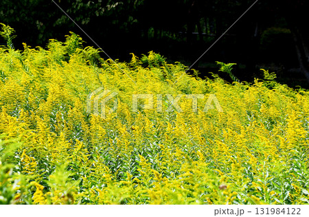 セイタカアワダチソウ(背高泡立草) セイタカアワダチソウ(背高泡立草) 131984122