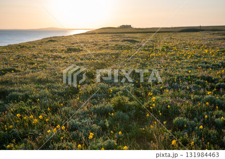 Tulips, field, sunset. Yellow wild tulips blooming across a green field overlooking the calm sea, peaceful natural beauty. Tulips, field, sunset. Yellow wild tulips blooming across a green field overlooking the calm sea, peaceful natural beauty. 131984463