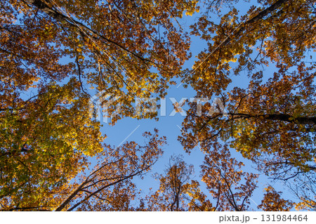 Autumn leaves, blue sky, tree canopy view looking up through vibrant fall foliage against a clear sunny day Autumn leaves, blue sky, tree canopy view looking up through vibrant fall foliage against a clear sunny day 131984464