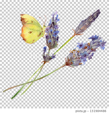 Lavender lavandula flower sprigs stalks stems with yellow butterfly. Isolated botanical illustration hand drawn in watercolor. Garden themes, nature floral print, herbal decor, spa bath aromatherapy. 131984486