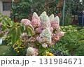 A paniculate hydrangea bush in the garden in close-up. 131984671