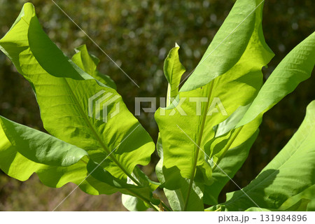 マグノリア・マクロフィラ　葉模様 131984896