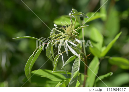 ミヤギノハギ 131984937