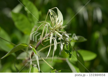 ミヤギノハギ 131984938