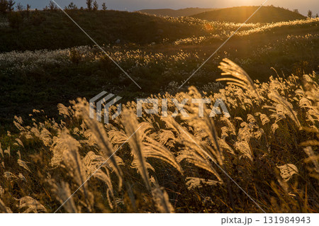 夕日に輝くススキの草原 131984943