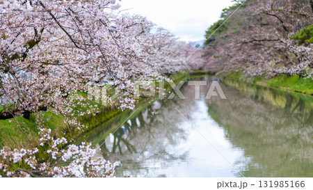 the reflection of river and pond around the Hirosaki park, the sakura tree during Hirosaki Cherry Blossom Festival the reflection of river and pond around the Hirosaki park, the sakura tree during Hirosaki Cherry Blossom Festival 131985166